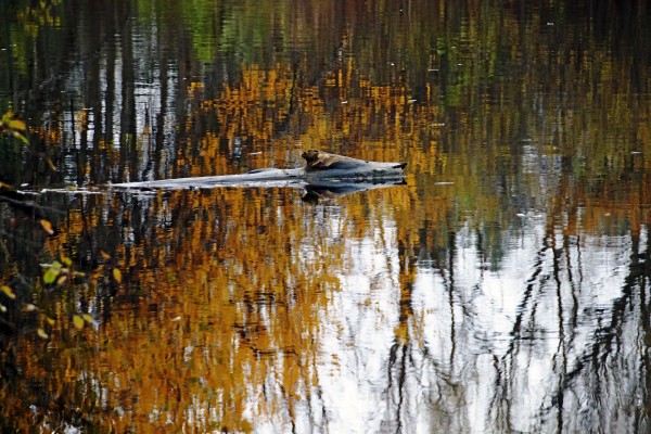 Autumn Pond In Gold by Deb Oppermann